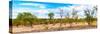 Awesome South Africa Collection Panoramic - Beautiful Savannah Landscape III-Philippe Hugonnard-Stretched Canvas