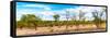 Awesome South Africa Collection Panoramic - Beautiful Savannah Landscape III-Philippe Hugonnard-Framed Stretched Canvas