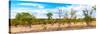 Awesome South Africa Collection Panoramic - Beautiful Savannah Landscape III-Philippe Hugonnard-Stretched Canvas