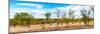 Awesome South Africa Collection Panoramic - Beautiful Savannah Landscape III-Philippe Hugonnard-Mounted Photographic Print