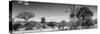 Awesome South Africa Collection Panoramic - Beautiful Savannah Landscape IV B&W-Philippe Hugonnard-Stretched Canvas