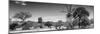 Awesome South Africa Collection Panoramic - Beautiful Savannah Landscape IV B&W-Philippe Hugonnard-Mounted Photographic Print