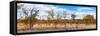 Awesome South Africa Collection Panoramic - Beautiful Savannah Landscape IV-Philippe Hugonnard-Framed Stretched Canvas