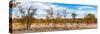 Awesome South Africa Collection Panoramic - Beautiful Savannah Landscape IV-Philippe Hugonnard-Stretched Canvas