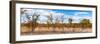 Awesome South Africa Collection Panoramic - Beautiful Savannah Landscape IV-Philippe Hugonnard-Framed Photographic Print