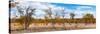 Awesome South Africa Collection Panoramic - Beautiful Savannah Landscape IV-Philippe Hugonnard-Stretched Canvas