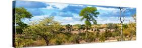 Awesome South Africa Collection Panoramic - Beautiful Savannah Landscape V-Philippe Hugonnard-Stretched Canvas