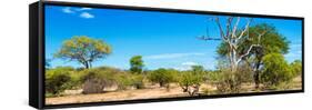 Awesome South Africa Collection Panoramic - Beautiful Savannah Landscape VI-Philippe Hugonnard-Framed Stretched Canvas