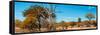 Awesome South Africa Collection Panoramic - Beautiful Savannah Landscape VII-Philippe Hugonnard-Framed Stretched Canvas