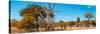 Awesome South Africa Collection Panoramic - Beautiful Savannah Landscape VII-Philippe Hugonnard-Stretched Canvas