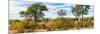 Awesome South Africa Collection Panoramic - Beautiful Savannah Landscape-Philippe Hugonnard-Mounted Photographic Print