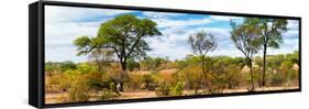 Awesome South Africa Collection Panoramic - Beautiful Savannah Landscape-Philippe Hugonnard-Framed Stretched Canvas