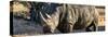 Awesome South Africa Collection Panoramic - Black Rhino at Sunset-Philippe Hugonnard-Stretched Canvas