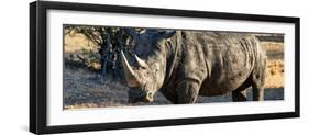 Awesome South Africa Collection Panoramic - Black Rhino at Sunset-Philippe Hugonnard-Framed Photographic Print