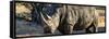 Awesome South Africa Collection Panoramic - Black Rhino at Sunset-Philippe Hugonnard-Framed Stretched Canvas