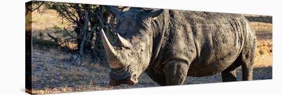 Awesome South Africa Collection Panoramic - Black Rhino at Sunset-Philippe Hugonnard-Stretched Canvas