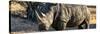 Awesome South Africa Collection Panoramic - Black Rhino at Sunset-Philippe Hugonnard-Stretched Canvas