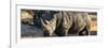 Awesome South Africa Collection Panoramic - Black Rhino at Sunset-Philippe Hugonnard-Framed Photographic Print