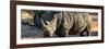 Awesome South Africa Collection Panoramic - Black Rhino at Sunset-Philippe Hugonnard-Framed Photographic Print
