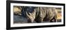 Awesome South Africa Collection Panoramic - Black Rhino at Sunset-Philippe Hugonnard-Framed Photographic Print