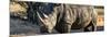 Awesome South Africa Collection Panoramic - Black Rhino at Sunset-Philippe Hugonnard-Mounted Photographic Print