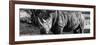 Awesome South Africa Collection Panoramic - Black Rhino B&W II-Philippe Hugonnard-Framed Photographic Print