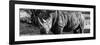 Awesome South Africa Collection Panoramic - Black Rhino B&W II-Philippe Hugonnard-Framed Photographic Print
