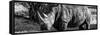 Awesome South Africa Collection Panoramic - Black Rhino B&W II-Philippe Hugonnard-Framed Stretched Canvas