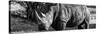 Awesome South Africa Collection Panoramic - Black Rhino B&W II-Philippe Hugonnard-Stretched Canvas