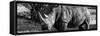 Awesome South Africa Collection Panoramic - Black Rhino B&W II-Philippe Hugonnard-Framed Stretched Canvas