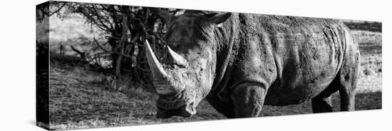 Awesome South Africa Collection Panoramic - Black Rhino B&W II-Philippe Hugonnard-Stretched Canvas