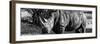 Awesome South Africa Collection Panoramic - Black Rhino B&W II-Philippe Hugonnard-Framed Photographic Print