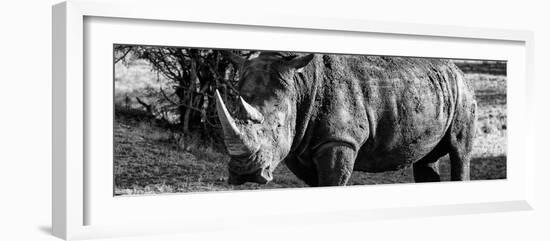 Awesome South Africa Collection Panoramic - Black Rhino B&W II-Philippe Hugonnard-Framed Photographic Print