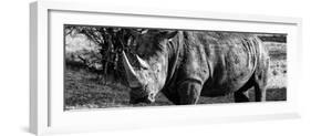 Awesome South Africa Collection Panoramic - Black Rhino B&W II-Philippe Hugonnard-Framed Photographic Print