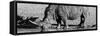 Awesome South Africa Collection Panoramic - Black Rhino B&W III-Philippe Hugonnard-Framed Stretched Canvas