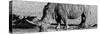 Awesome South Africa Collection Panoramic - Black Rhino B&W III-Philippe Hugonnard-Stretched Canvas
