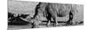 Awesome South Africa Collection Panoramic - Black Rhino B&W III-Philippe Hugonnard-Mounted Photographic Print