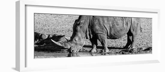 Awesome South Africa Collection Panoramic - Black Rhino B&W III-Philippe Hugonnard-Framed Photographic Print