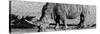 Awesome South Africa Collection Panoramic - Black Rhino B&W III-Philippe Hugonnard-Stretched Canvas