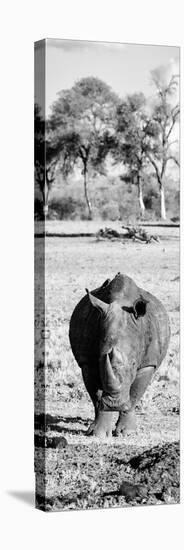 Awesome South Africa Collection Panoramic - Black Rhino B&W-Philippe Hugonnard-Stretched Canvas