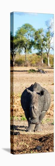 Awesome South Africa Collection Panoramic - Black Rhino-Philippe Hugonnard-Stretched Canvas