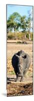 Awesome South Africa Collection Panoramic - Black Rhino-Philippe Hugonnard-Mounted Photographic Print