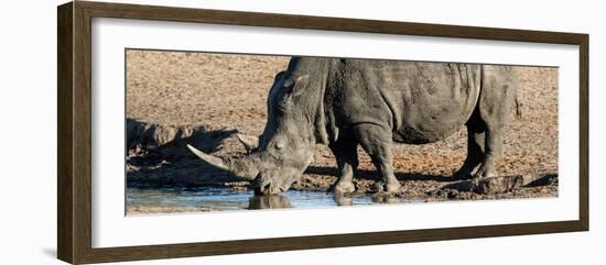 Awesome South Africa Collection Panoramic - Black Rhinoceros-Philippe Hugonnard-Framed Photographic Print