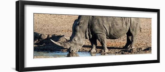 Awesome South Africa Collection Panoramic - Black Rhinoceros-Philippe Hugonnard-Framed Photographic Print