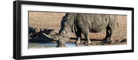 Awesome South Africa Collection Panoramic - Black Rhinoceros-Philippe Hugonnard-Framed Photographic Print