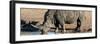 Awesome South Africa Collection Panoramic - Black Rhinoceros-Philippe Hugonnard-Framed Photographic Print