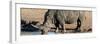 Awesome South Africa Collection Panoramic - Black Rhinoceros-Philippe Hugonnard-Framed Photographic Print