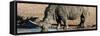 Awesome South Africa Collection Panoramic - Black Rhinoceros-Philippe Hugonnard-Framed Stretched Canvas