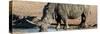 Awesome South Africa Collection Panoramic - Black Rhinoceros-Philippe Hugonnard-Stretched Canvas