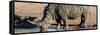 Awesome South Africa Collection Panoramic - Black Rhinoceros-Philippe Hugonnard-Framed Stretched Canvas
